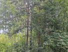 Участок (личное подсобное хозяйство), 6 сот.