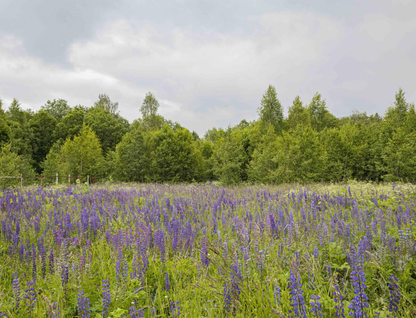 Участок (личное подсобное хозяйство), 5,6 сот.