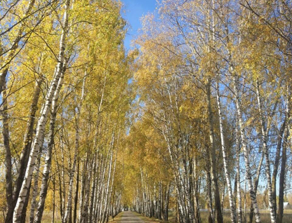 Участок (промназначения), 19 сот.