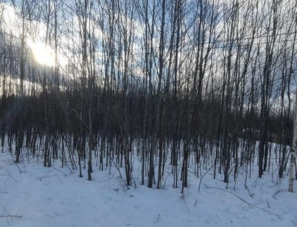 Участок (ижс), 11,9 сот.