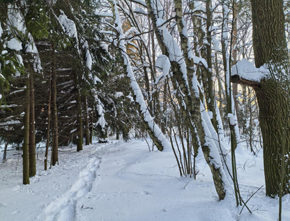 Участок (ижс), 9,9 сот.